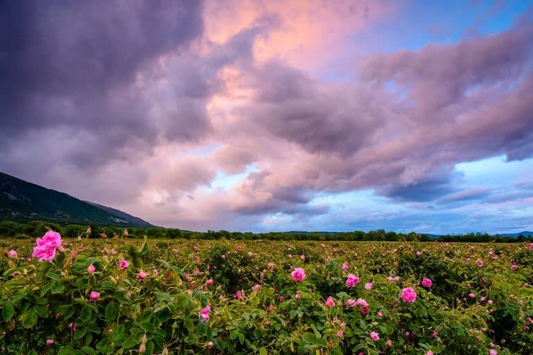 Vallée des Roses