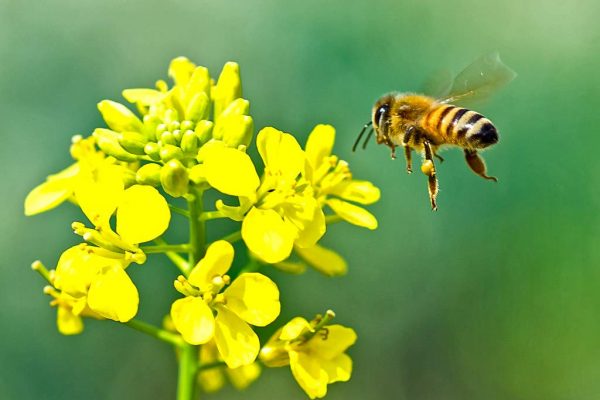 900 g Miel d'abeille fleur de colza crème, cru, non chauffé, sans sucre, non pasteurisée, sans additifs – Image 4