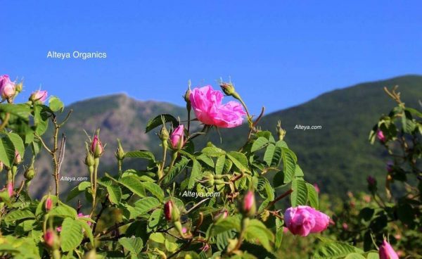 Nettoyant & démaquillant Rosa Damascena et Jasmin – Image 5