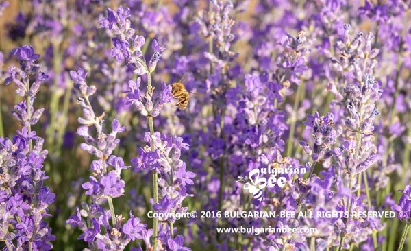 500 g Pollen d’abeille biologique récolté dans des fleurs et des herbes de la forêt, La plus grande variété de flore vierge Bulgare – Image 5